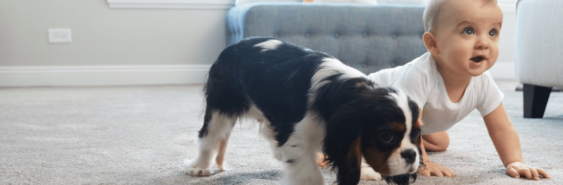 hypoallergenic carpet shown with baby and puppy on carpet