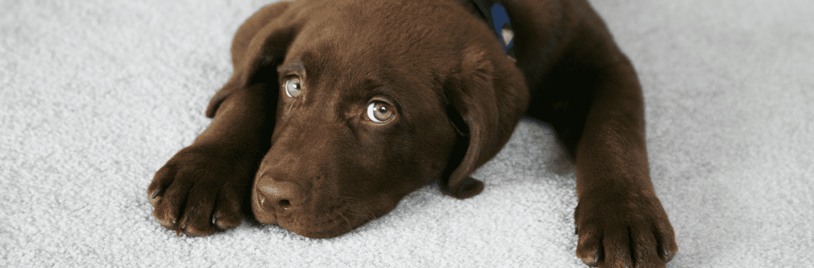 stain resistant carpet shown with cute brown puppy