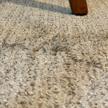 snagged carpet image