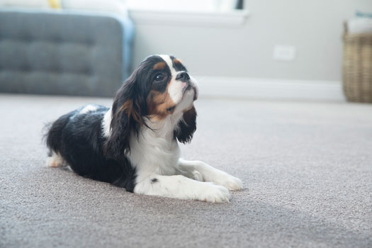Empire offers stain resistant carpet formulated just for homes with pets