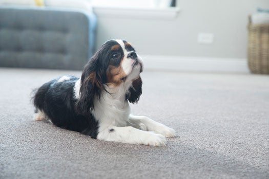 The Beginner's Guide to Pet-Friendly Carpet - Empire Today Blog