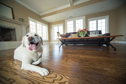 Engineered hardwood flooring and solid hardwoods have a factory-finished protective layer to help resist stains and soiling