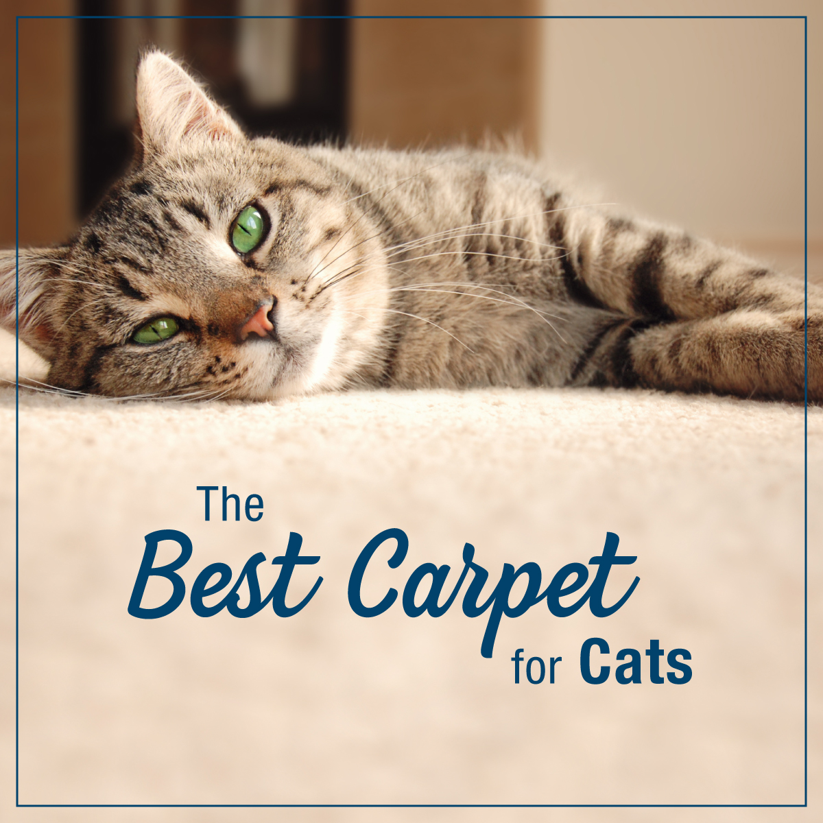 best carpet for cats