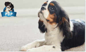 home fresh carpet durable pet urine protection