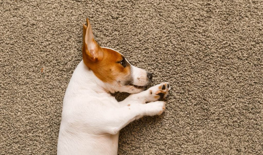 dog laying on carpet