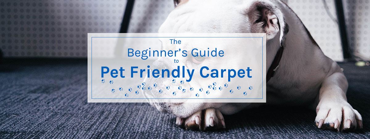 The Beginner's Guide to Pet-Friendly Carpet - Empire Today Blog