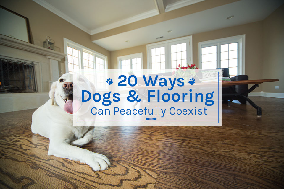 20 Ways Dogs Flooring Can Peacefully Coexist Empire Today Blog
