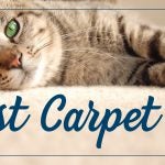 best carpet for cats
