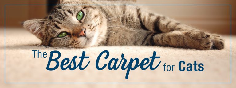best carpet for cats