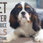 carpet deodorizer does not reduce smells from carpet as much as you think